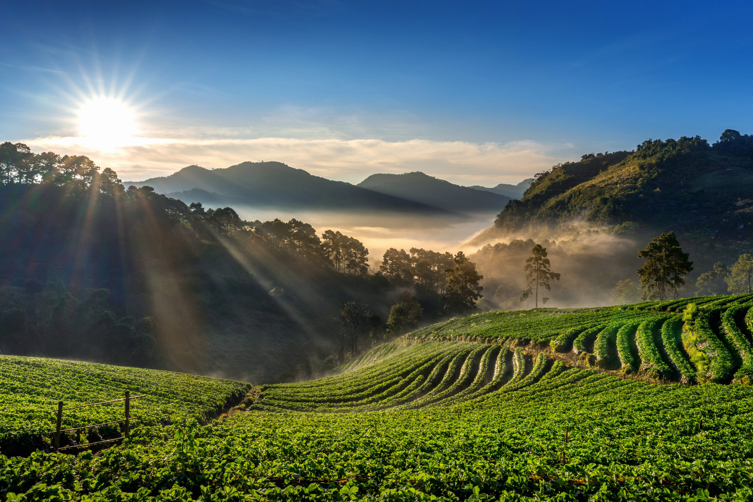 Coorg coffee plantations