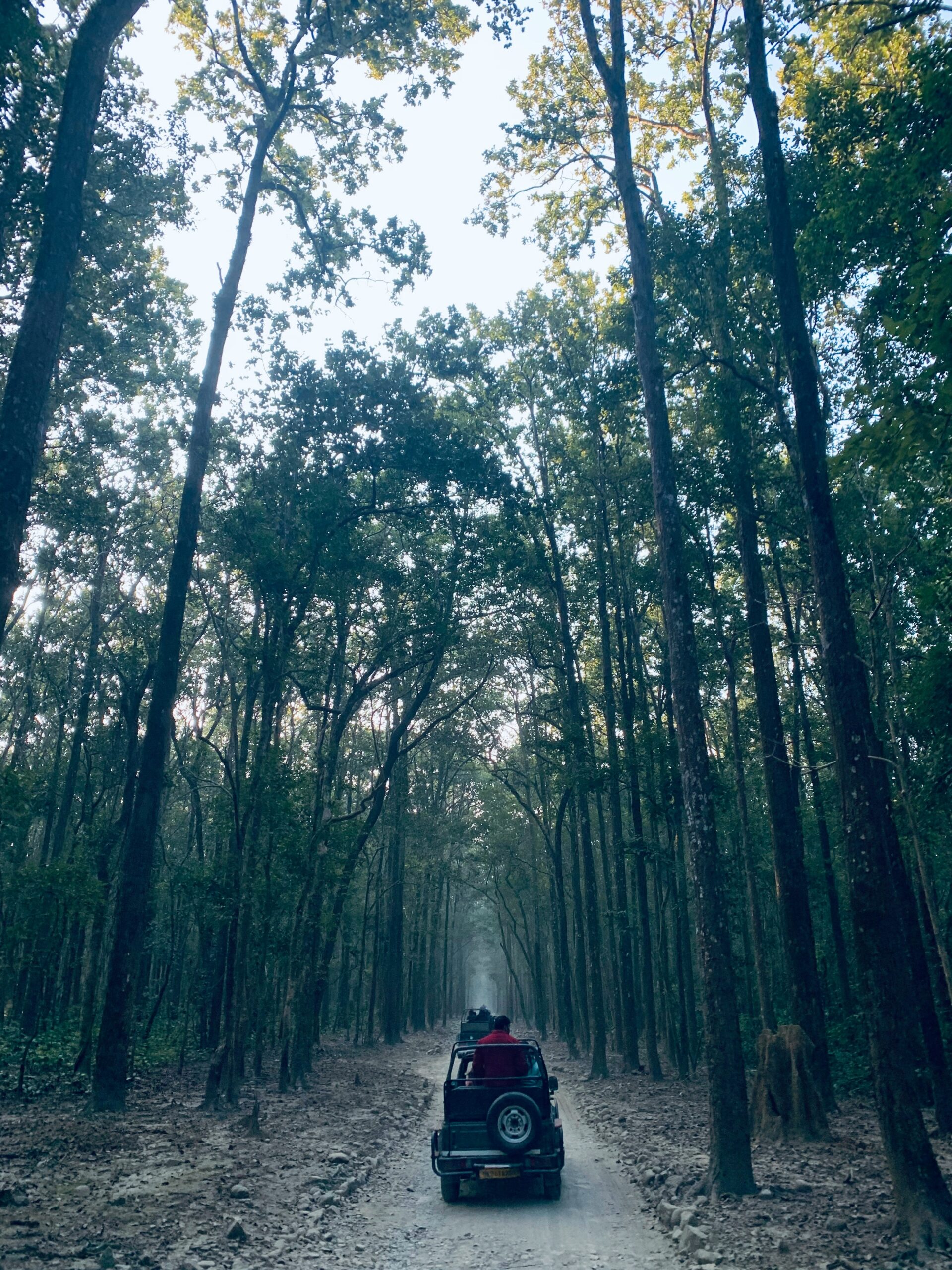 Jim Corbett tiger reserve jungle