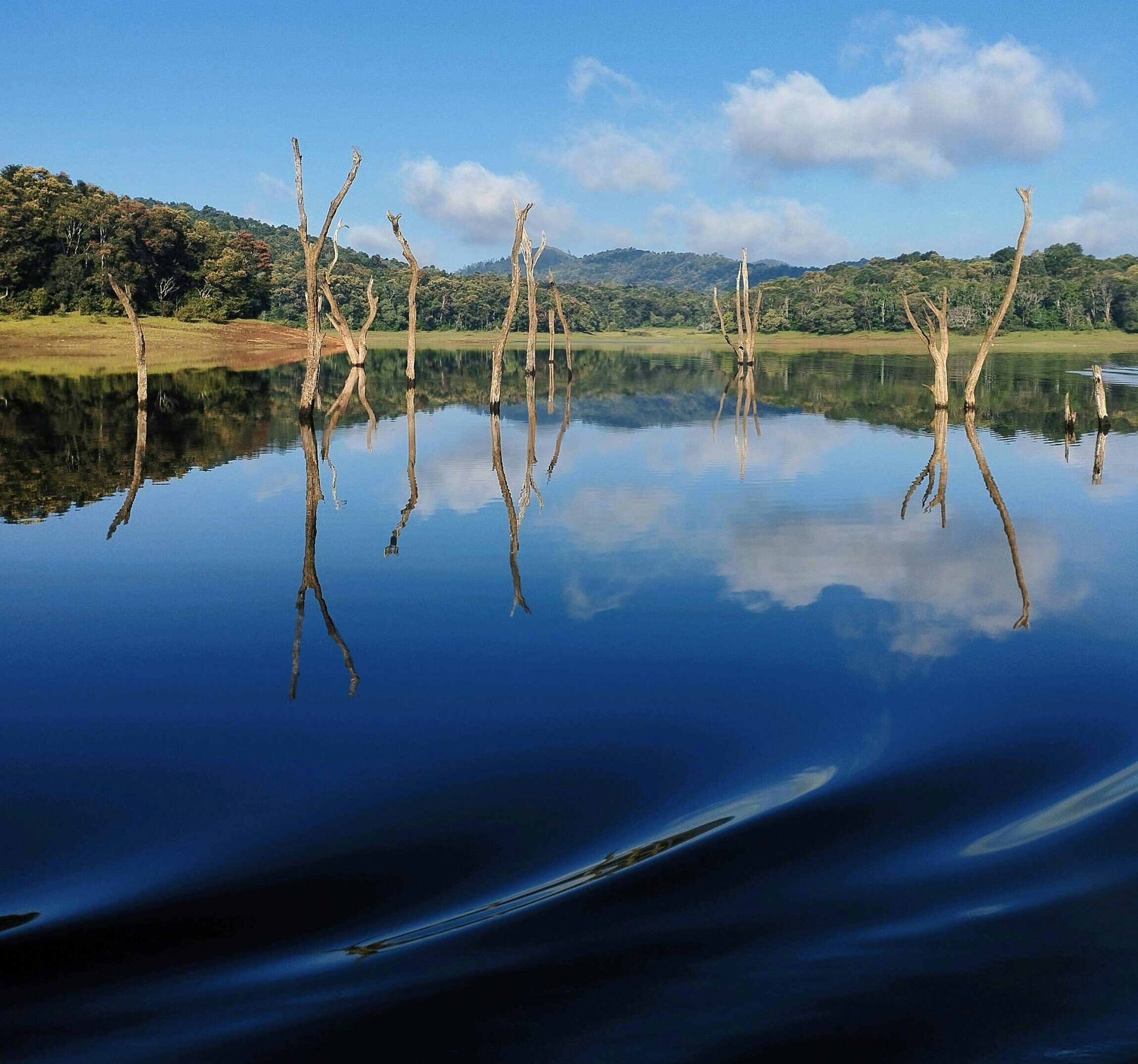 Thekkady Periyar wildlife